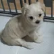 의지