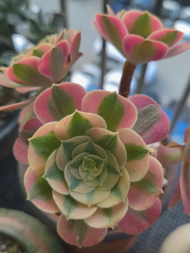 타기