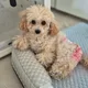 코코러브