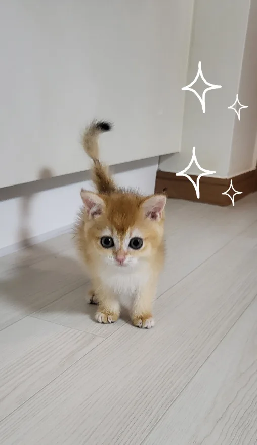 더블에스맘