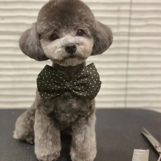 이뮨
