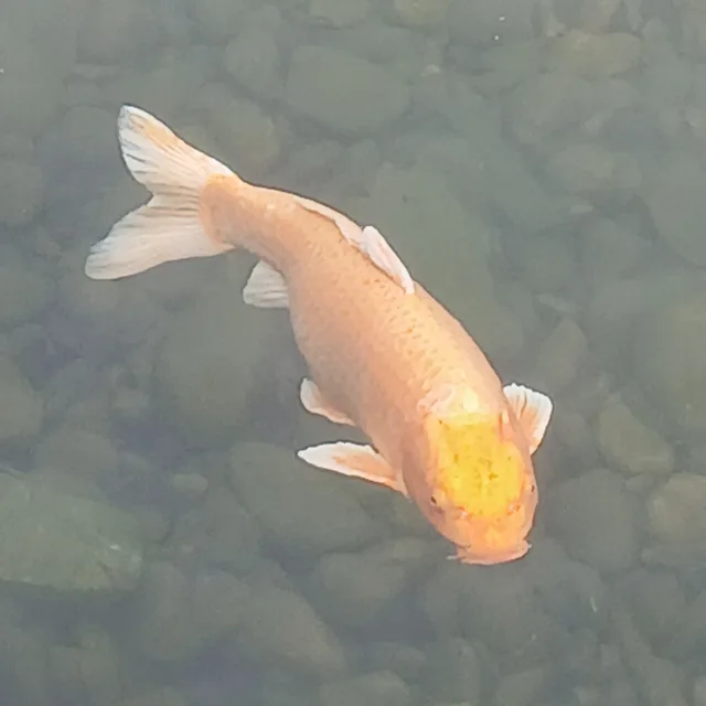 할배