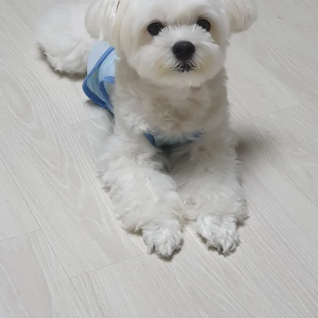 꾸젤맘