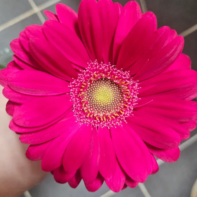 거베라