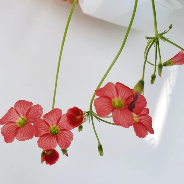 헤레나