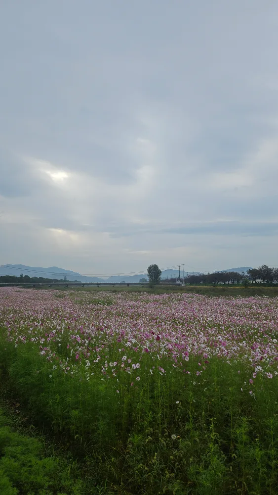 아이스카페라떼