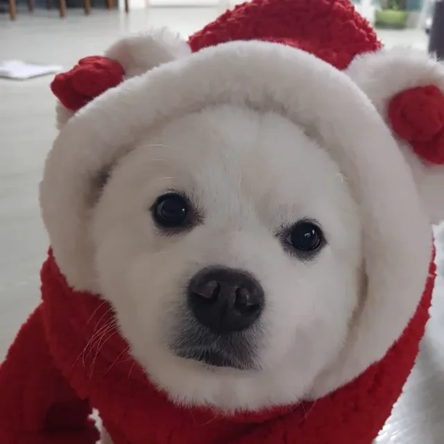 이삐