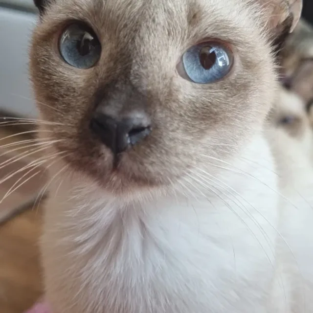 호시