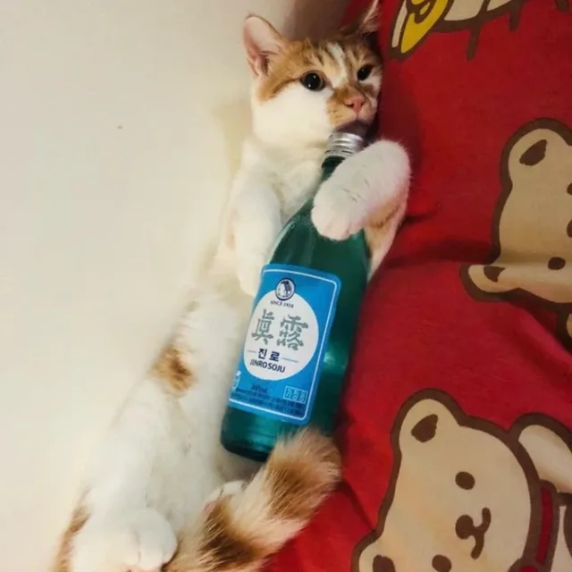 오월의솜사탕