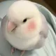 신신