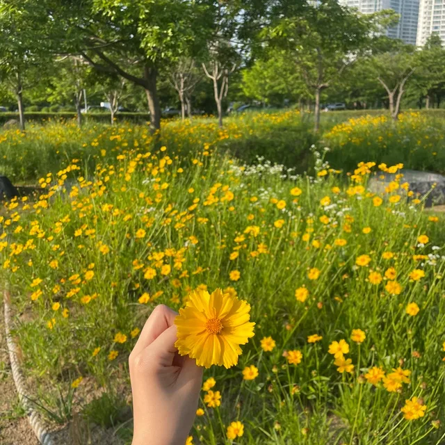 아침에사과