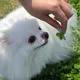 힣후