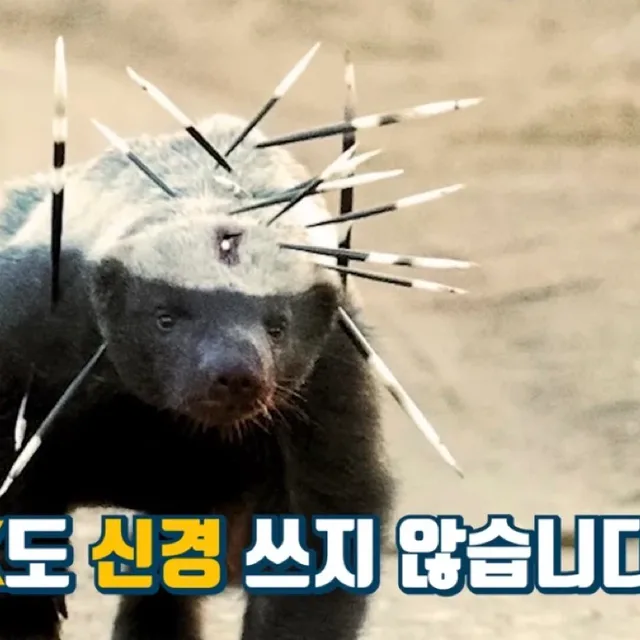 벌꿀오소리