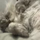 꽁애수니