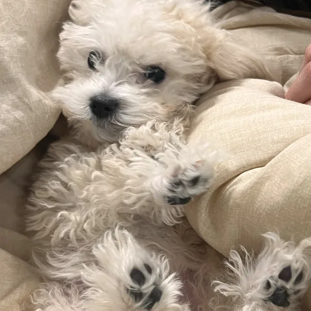 구굿