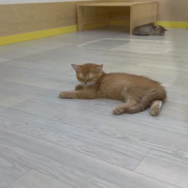 똔이