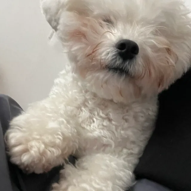 또잉