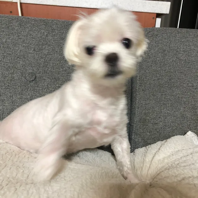 사비나