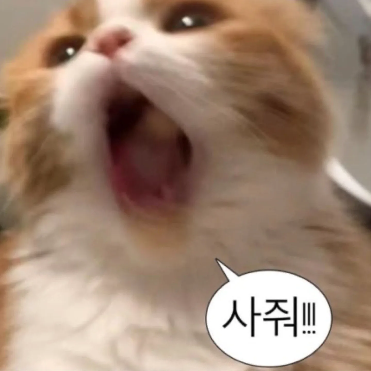 뭐라하지