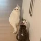 나니나니