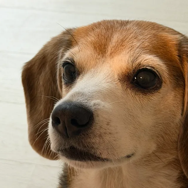 겸투