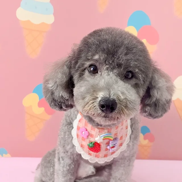 뽀니네