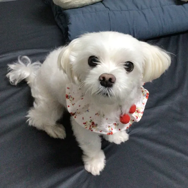 윤거봉