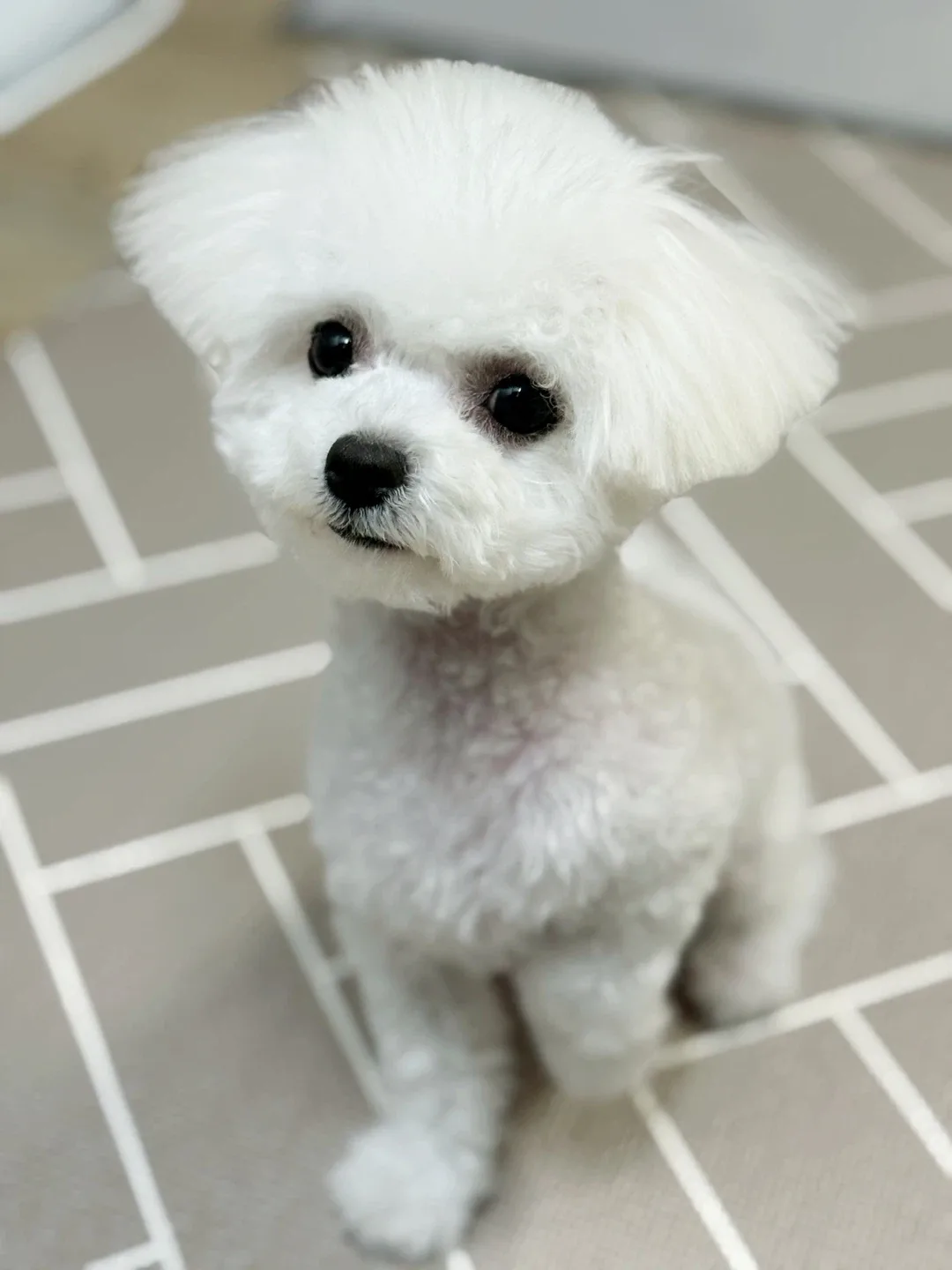 깡지