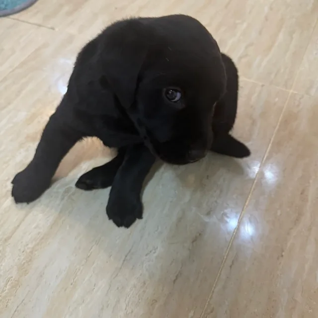 호야쏠