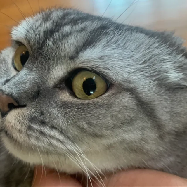Victor