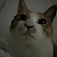 윤똥