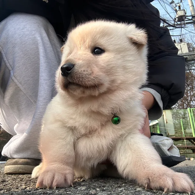 돌멩이