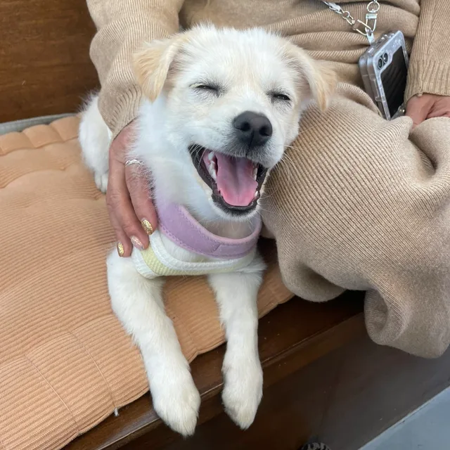 구름애미다
