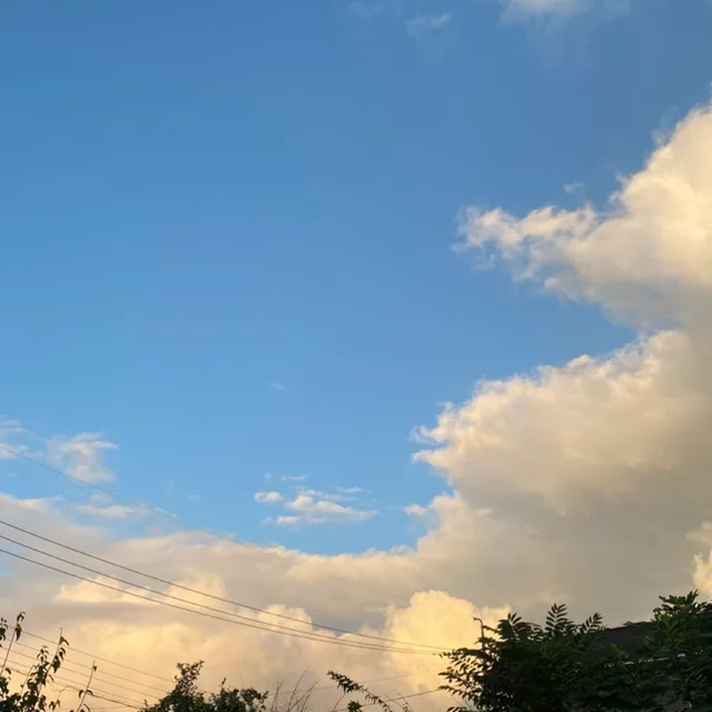 앵두