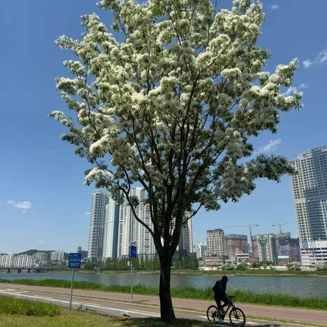 망고메론춘식이