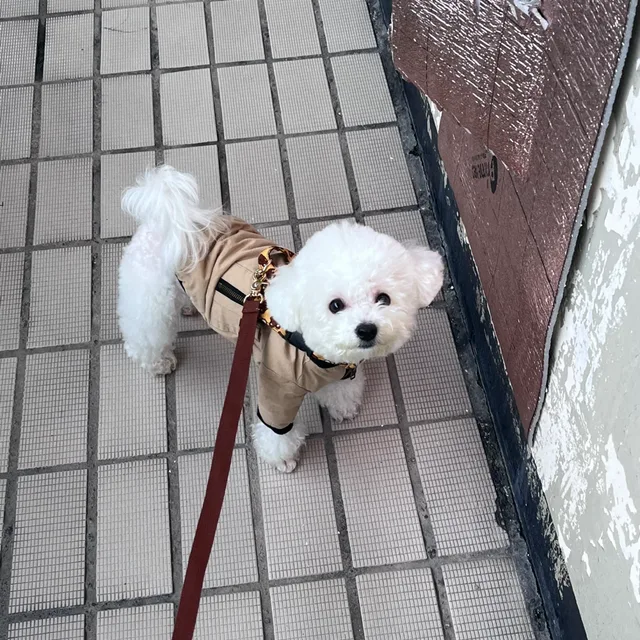 완댕이