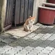 대구규