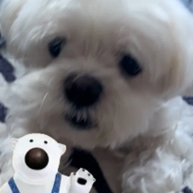 영이와쭈니