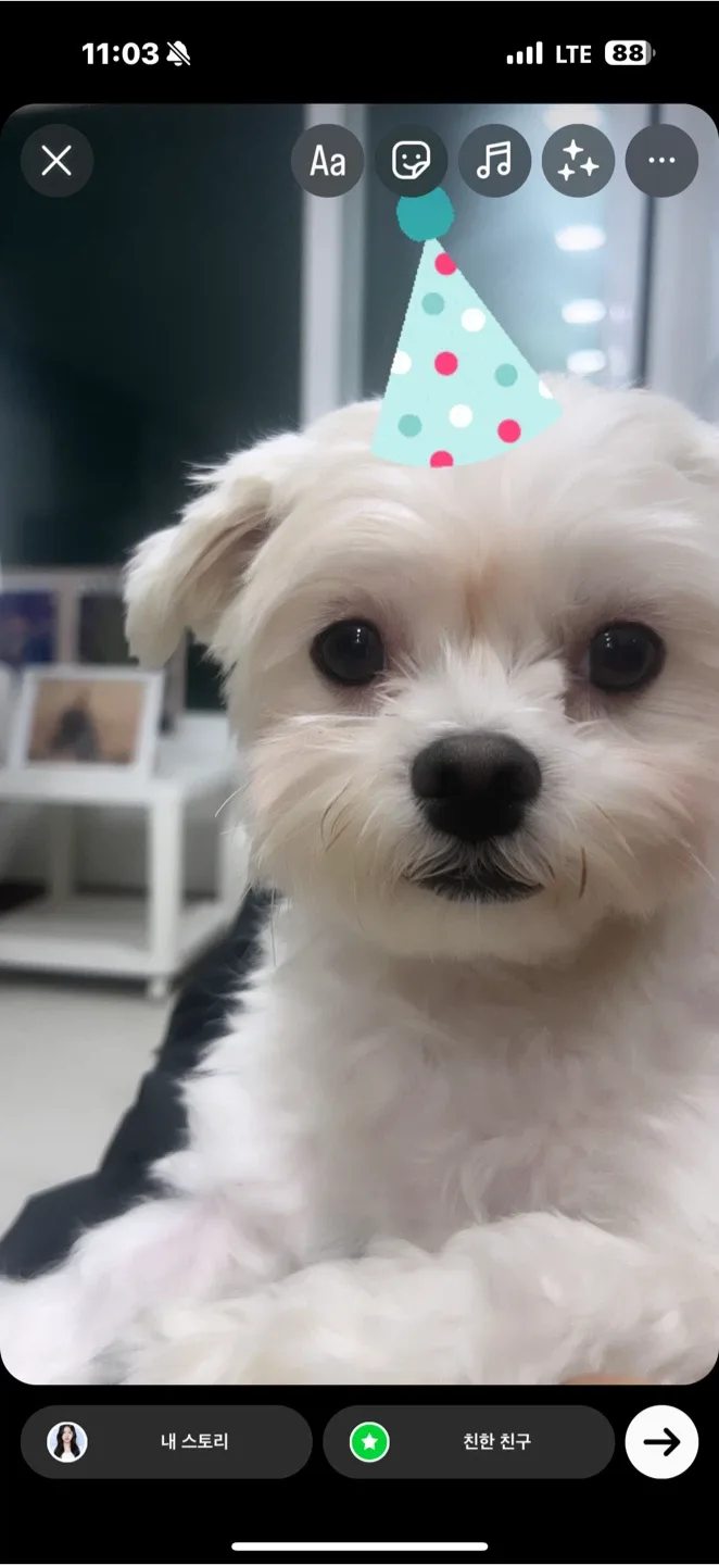 콩이세젤귀