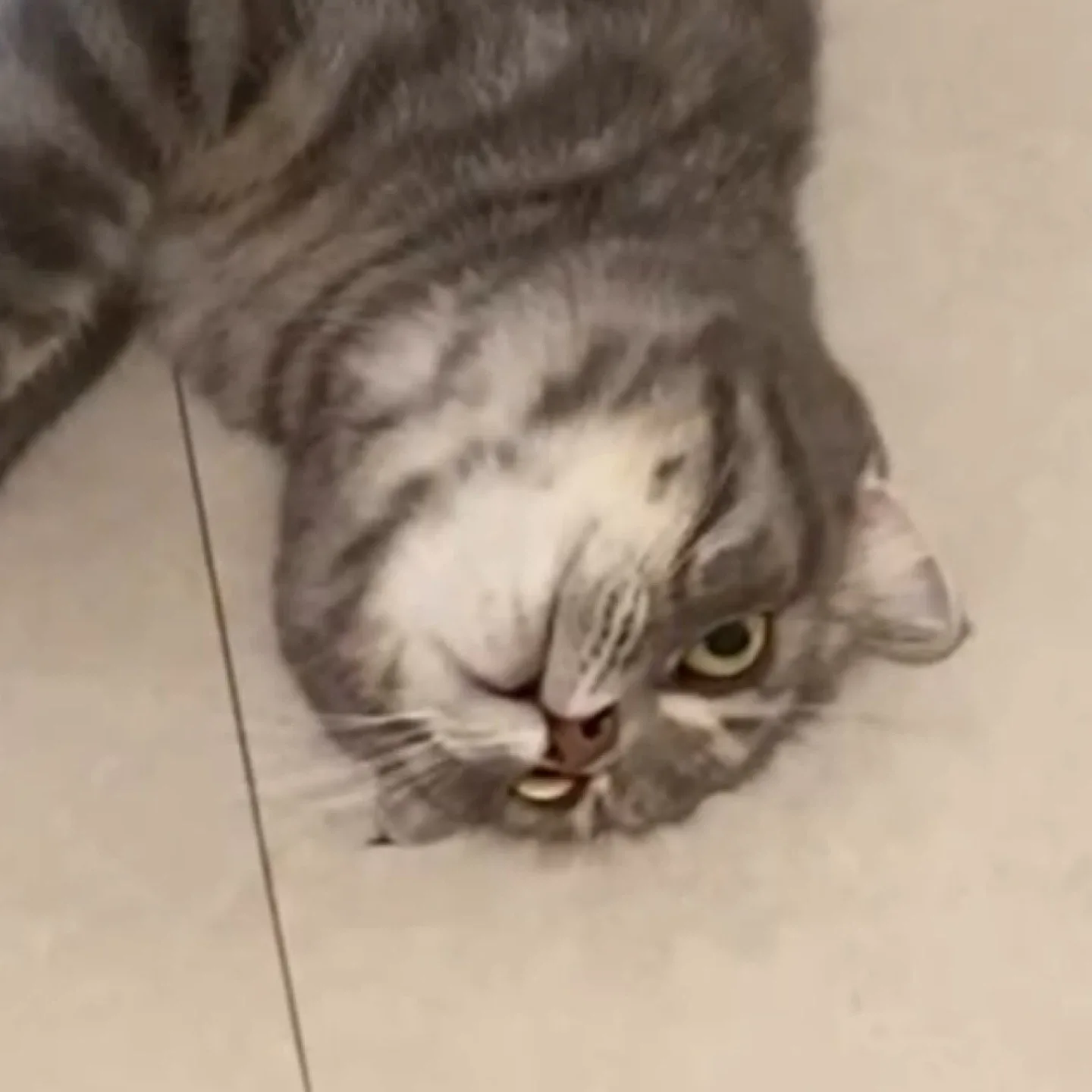티블리