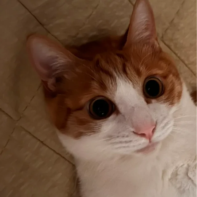 냐쵸