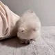 뇸뇸