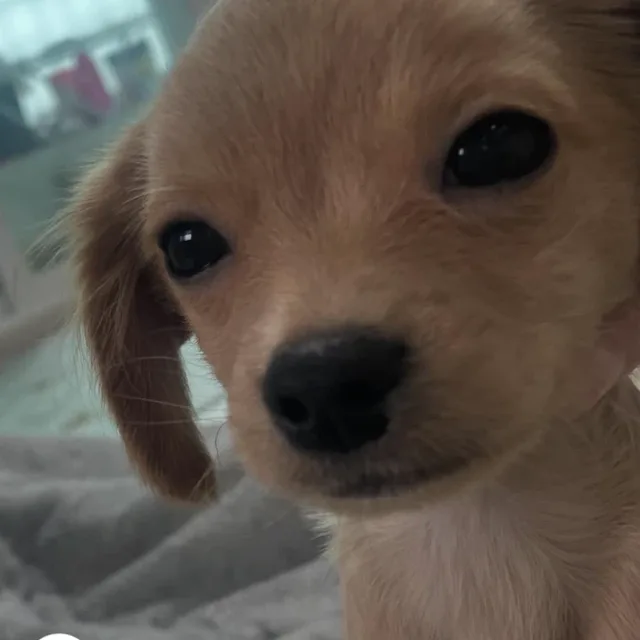 콩순이