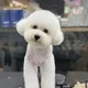 주니고