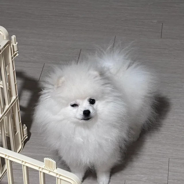 오하디롱