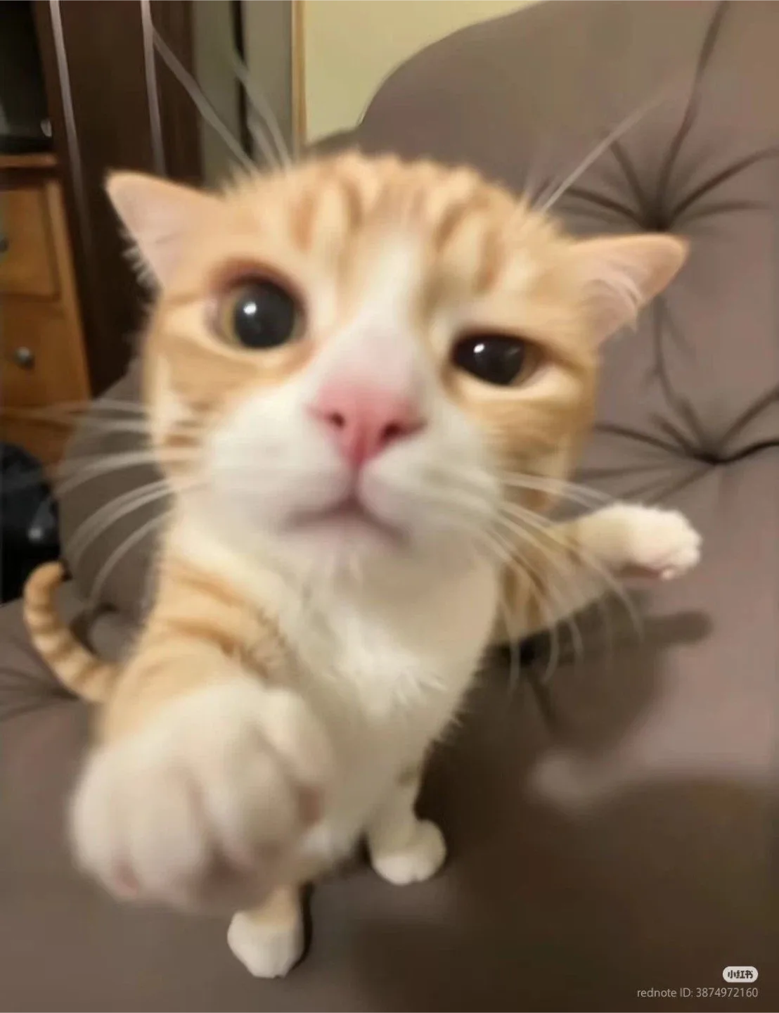 면지