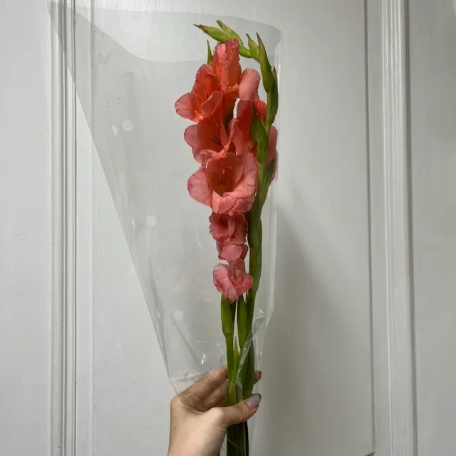 핑꾸더꾸