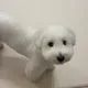 에디