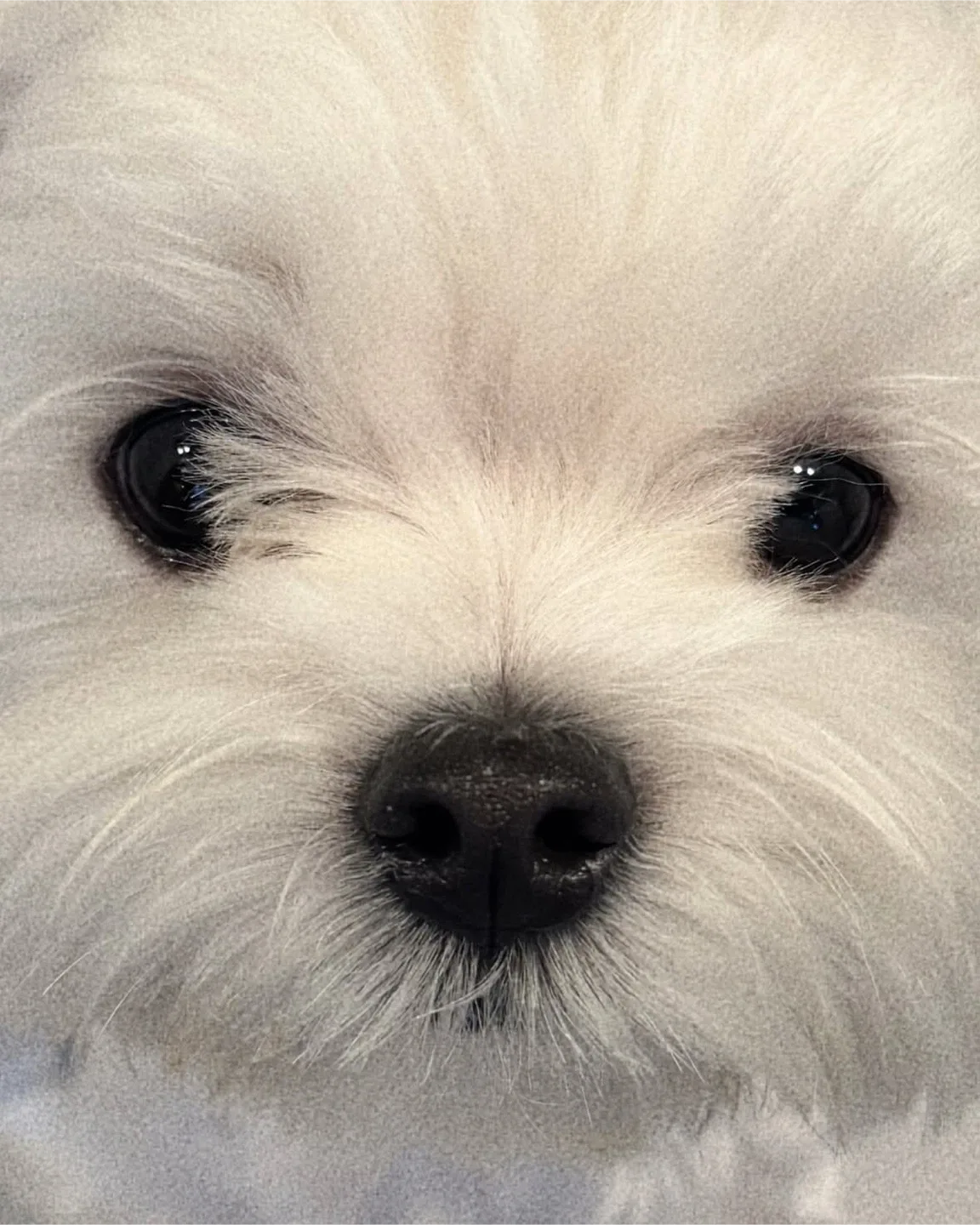 짱구흰둥이