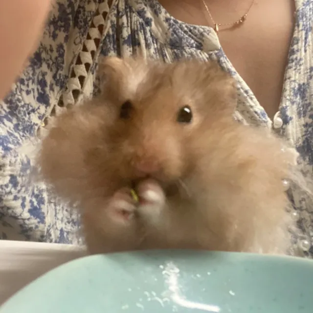바닐라